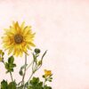 flower, sunflower, floral background