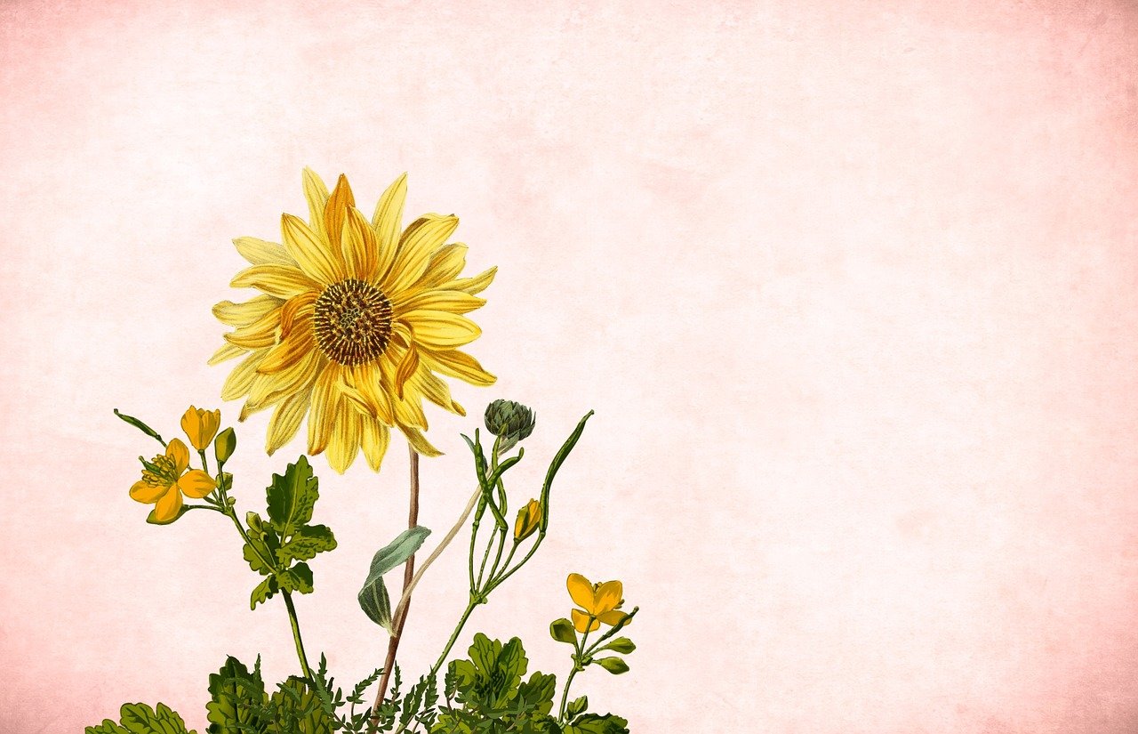 flower, sunflower, floral background