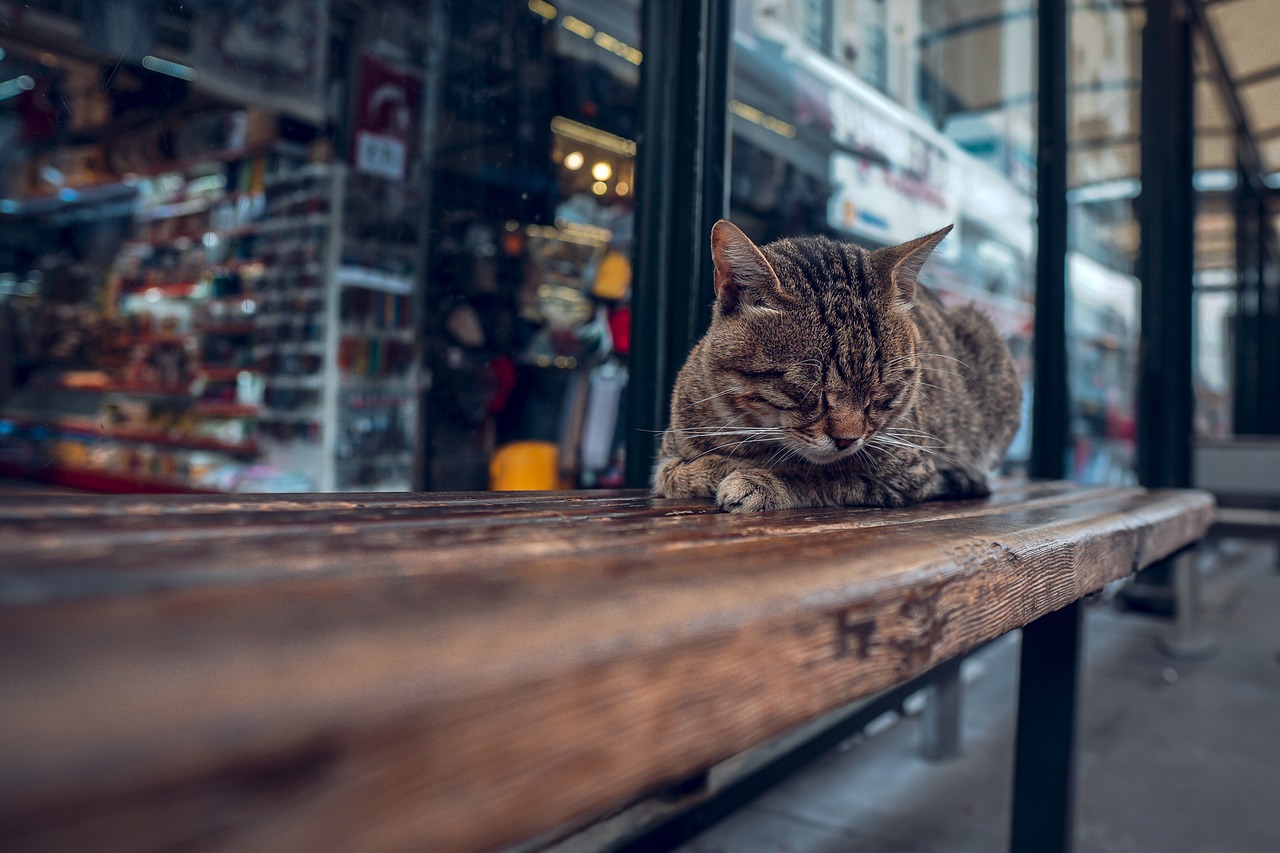 cat, istanbul, pet