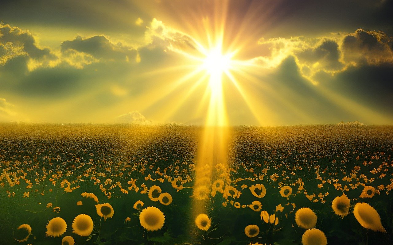 sunflowers, field, sun