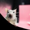 rat, wallpaper 4k, pet