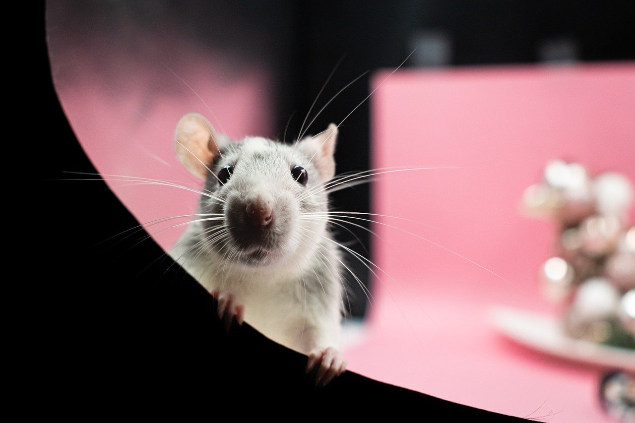 rat, wallpaper 4k, pet